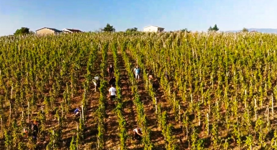 Domaine de Pimotin Vendange